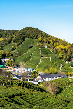 茶鄉(xiāng)有機(jī)綠茶