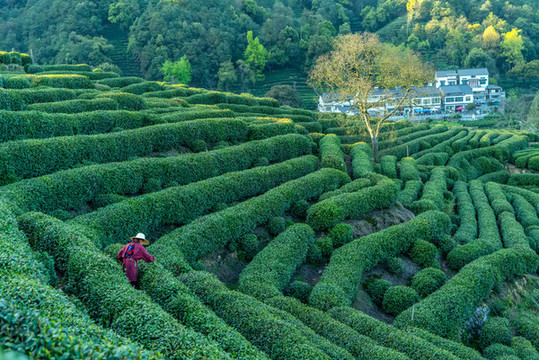 茶園梯田人工采茶