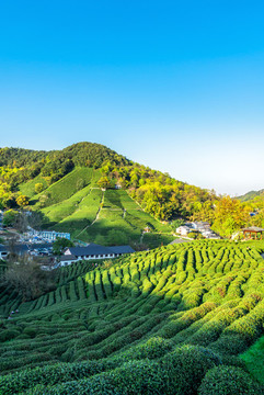 山坡梯田