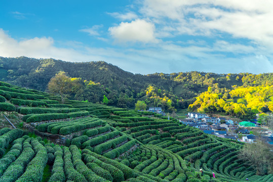 茶鄉(xiāng)茶園梯田