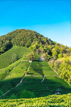 高山綠色茶園