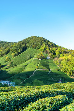 綠色茶葉基地