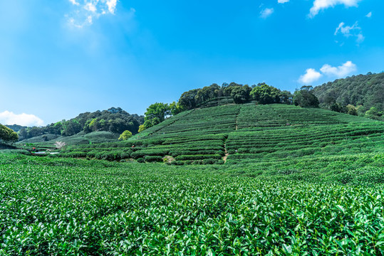 杭州西湖龍井生態(tài)茶園