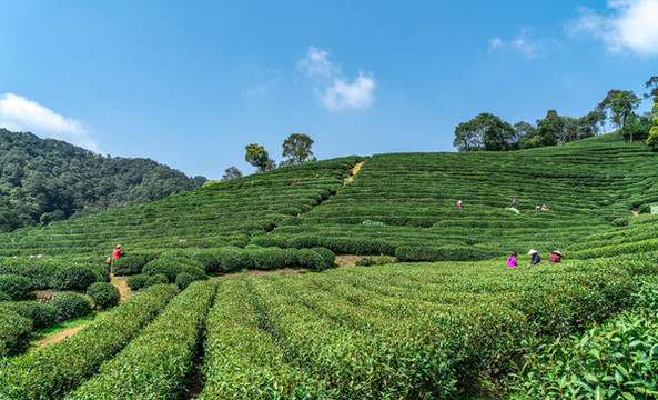 杭州西湖龍井茶葉種植