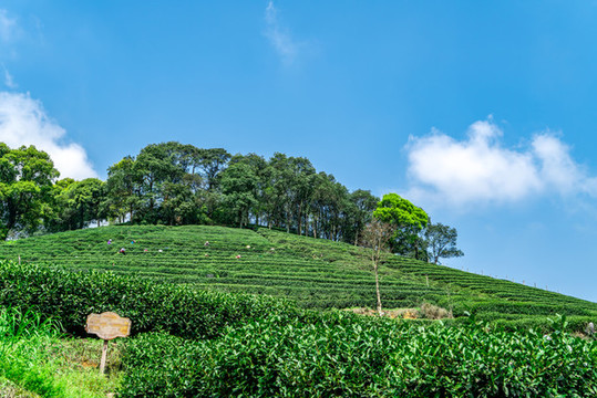 龍井有機(jī)綠色生態(tài)茶園