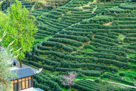 俯瞰杭州西湖龍井茶鄉(xiāng)茶園