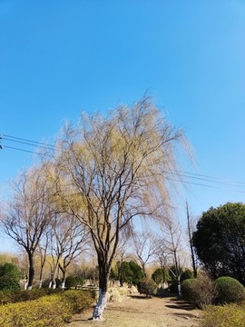 衰敗的垂柳