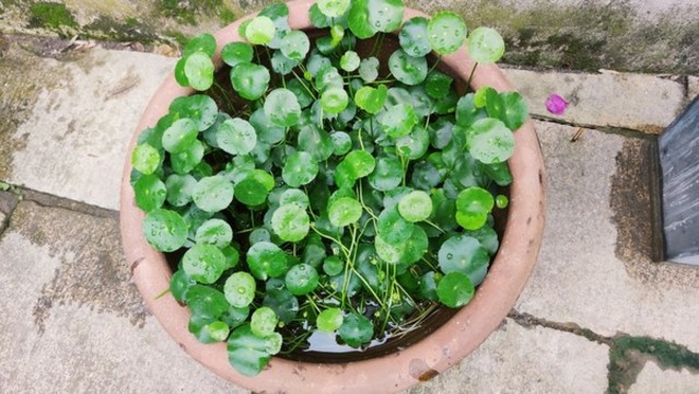 圓幣草
