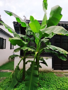芭蕉樹