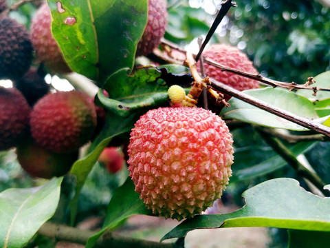 桂味荔枝