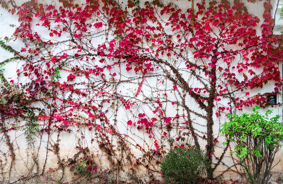 藤蔓植物背景墙