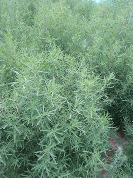 掃帚菜
