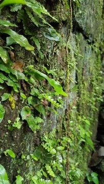 桂林龍口瀑布