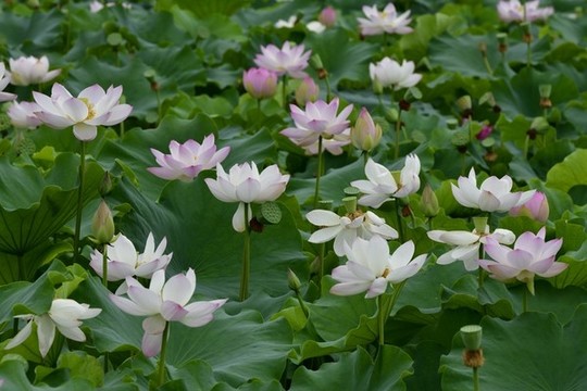 荷花
