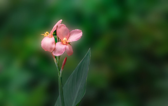 美人蕉