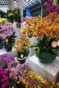 蝴蝶蘭插花