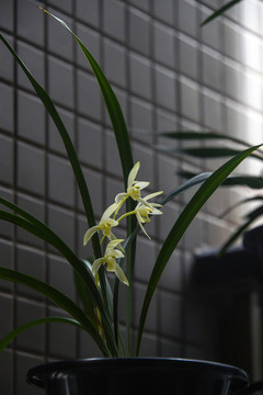 蘭花龍巖素