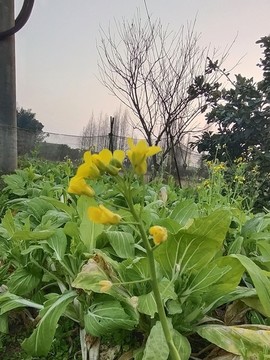 白菜菜花