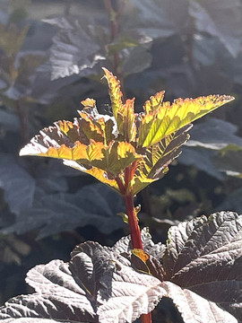 無毛風箱果