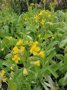 白菜菜花