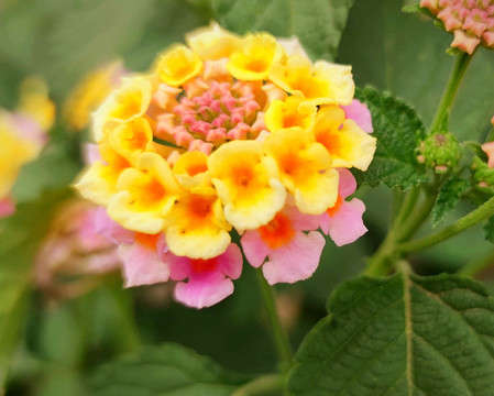 鮮花