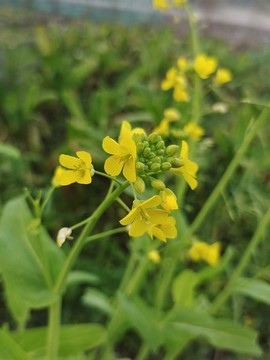 白菜菜花
