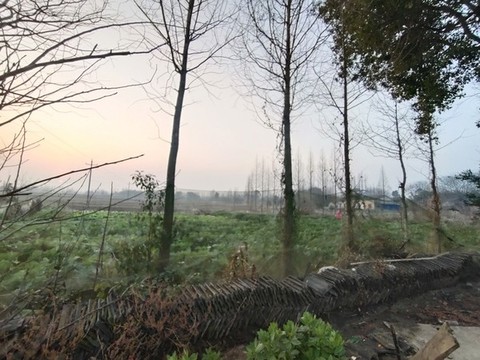 樹(shù)