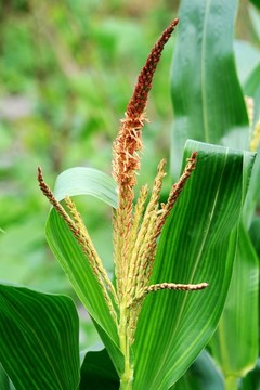 玉米開花