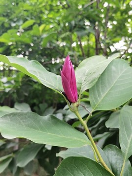 蘭花特寫