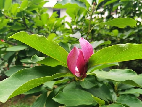 盛開的玉蘭花