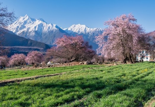 林芝桃花