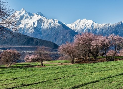 林芝桃花