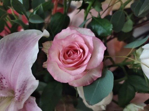 粉色玫瑰花