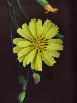 小黃花