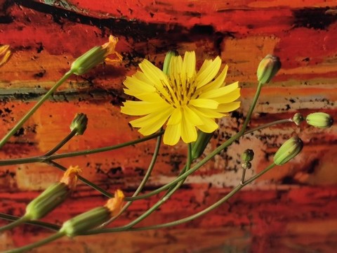 小黃花