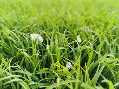 草地
