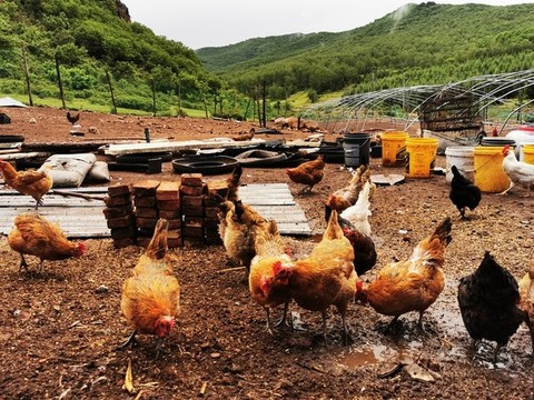 走地雞