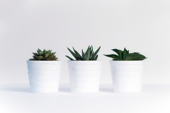 綠色植物盆栽多肉