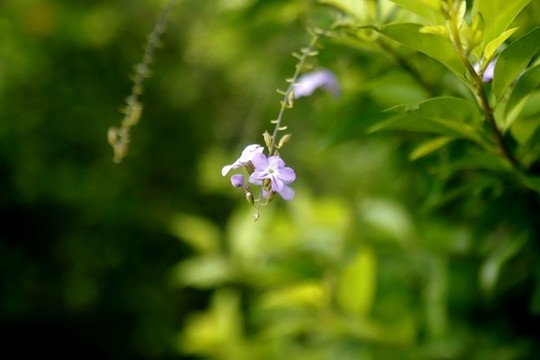 假連翹花