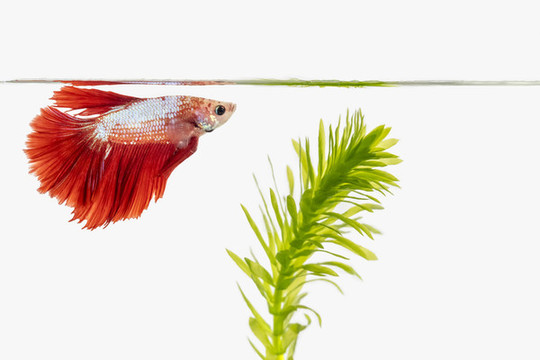 斗魚(yú)和水草