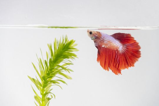 斗魚和水草