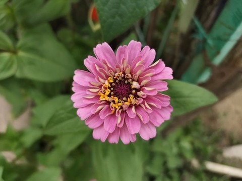百日菊鮮花