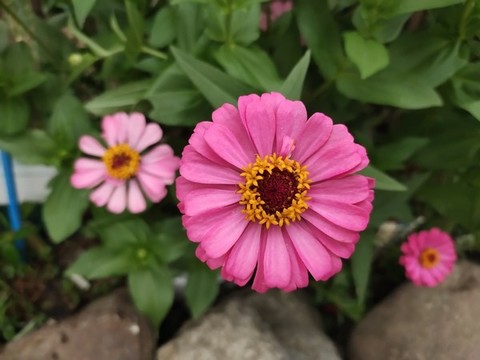 百日菊鮮花