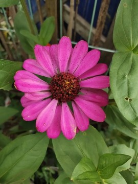 粉色百日菊