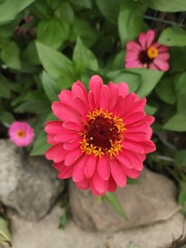 紅色百日菊