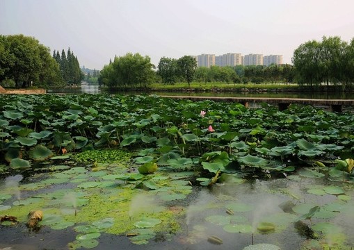 紹興魯鎮(zhèn)
