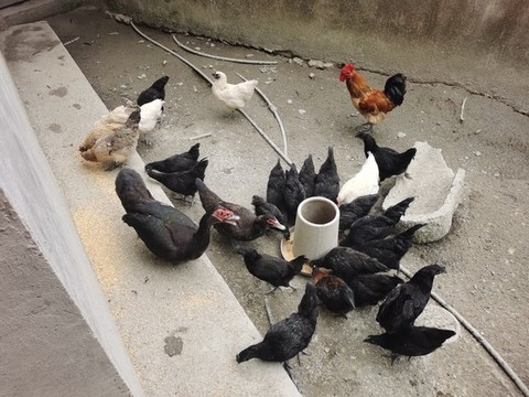 自家散養(yǎng)雞