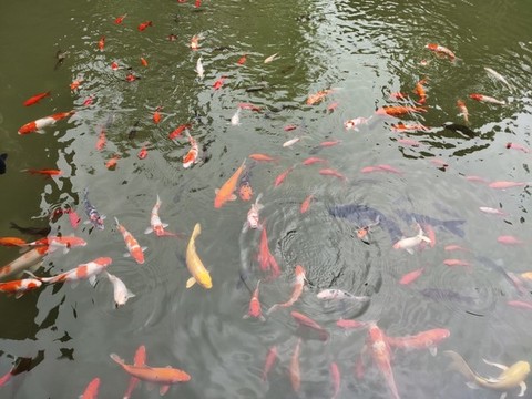 金魚