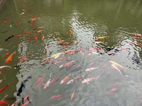 魚群