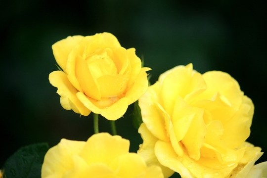 月季花